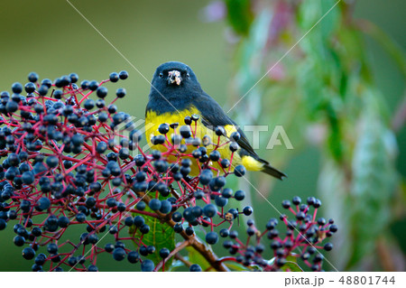 Yellow-bellied Siskin, Carduelis xanthogastra Yellow-bellied Siskin, Carduelis xanthogastra 48801744