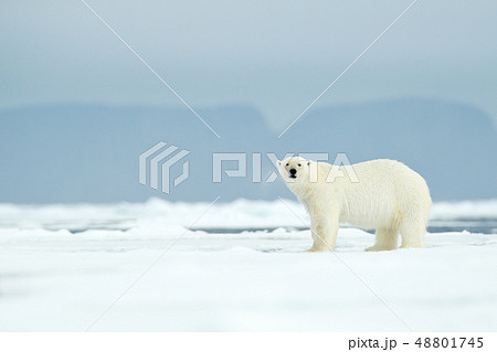 Dangerous polar bear walking on the ice 48801745