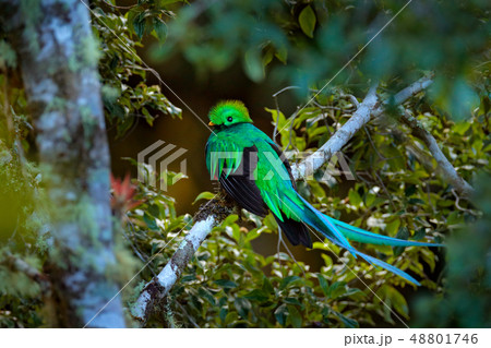 Resplendent Quetzal, Tapanti NP in Costa Rica Resplendent Quetzal, Tapanti NP in Costa Rica 48801746