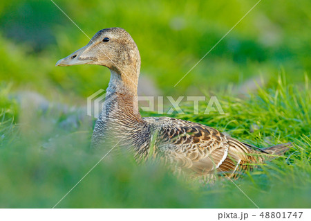 Portrait of bird in the nature habitat 48801747