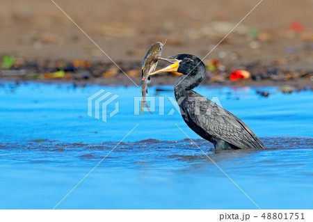 Cormorant with fish. Dark bird in nature habitat 48801751