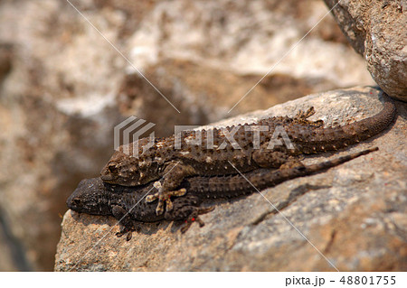 Tarentola mauritanica, Moorish Wall Gecko Tarentola mauritanica, Moorish Wall Gecko 48801755