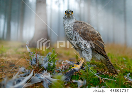 Bird of prey Goshawk with killed Eurasian Magpie 48801757