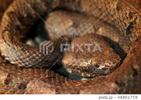Slender hognosed pitviper, Porthidium ophryomegas Slender hognosed pitviper, Porthidium ophryomegas 48801759