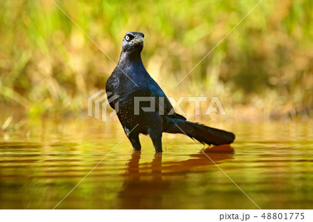 Black bird in the river water. Quiscalus mexicanus 48801775