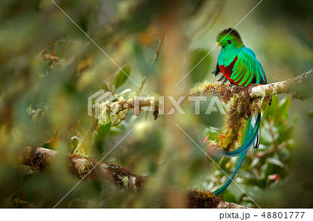Resplendent Quetzal, Savegre in Costa Rica 48801777