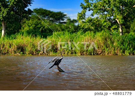 Anhingas in the river habitat. 48801779