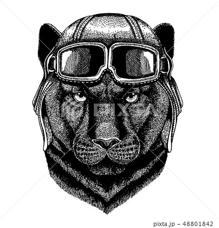 Animal wearing aviator helmet with glasses. Vector picture. Panther Puma Cougar Wild cat Hand drawn 48801842