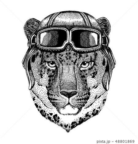 Animal wearing aviator helmet with glasses. Vector picture. Wild cat Leopard Cat-o'-mountain Panther Animal wearing aviator helmet with glasses. Vector picture. Wild cat Leopard Cat-o'-mountain Panther 48801869