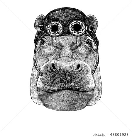 Cute animal wearing motorcycle, aviator helmet Hippo, Hippopotamus, behemoth, river-horse 48801923