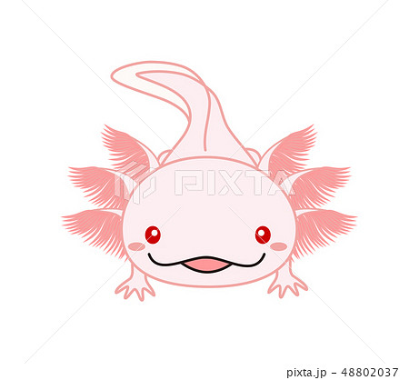 ウーパールーパー Axolotl ピンク アルビノのイラスト素材 4037