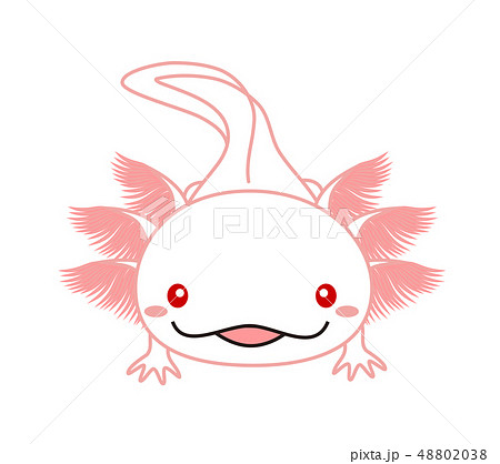 ウーパールーパー 全身 Axolotl アルビノのイラスト素材 4038