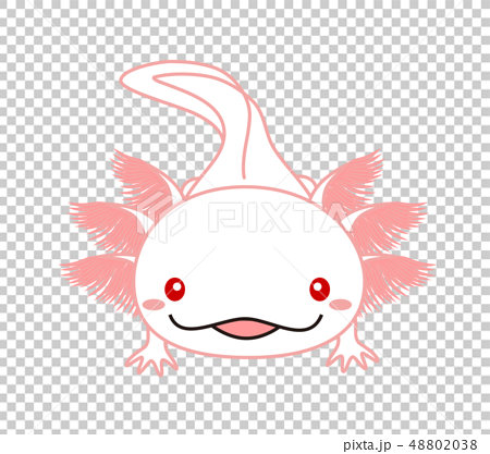 ウーパールーパー 全身 Axolotl アルビノのイラスト素材 4038