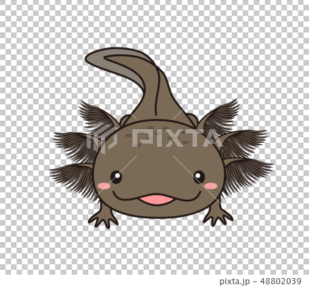 ウーパールーパー 全身 Axolotl マーブル のイラスト素材 4039