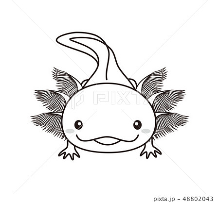 ウーパールーパー 全身 Axolotl ぬりえのイラスト素材 4043