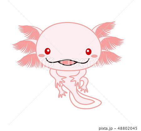 ウーパールーパー Axolotl ピンク アルビノ のイラスト素材 4045
