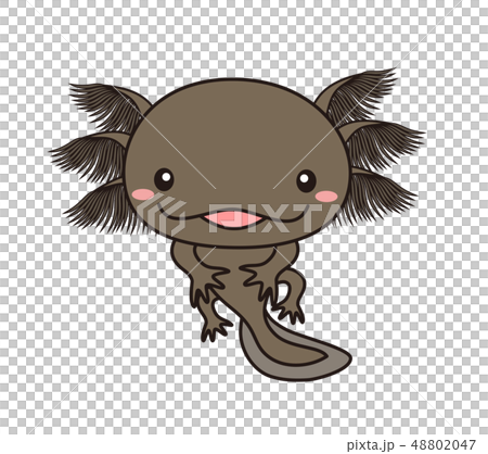 ウーパールーパー　全身　Axolotl　ブラック　 48802047