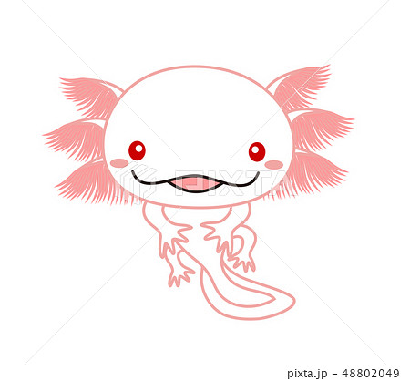 ウーパールーパー 全身 Axolotl アルビノのイラスト素材 4049