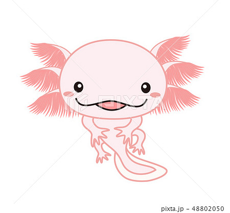 ウーパールーパー Axolotl ピンクのイラスト素材 4050