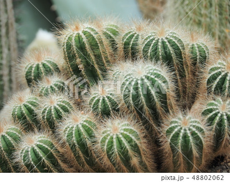 ガーデンズ・バイ・ザ・ベイ  フラワードーム 48802062