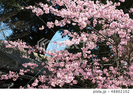 雨引観音の河津桜 雨引観音の河津桜 48802102