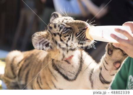 トラの赤ちゃん 48802339