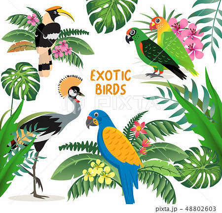 Exotic birds set, crowned crane, colorful parrots lovebirds and blue with yellow wings macaw 48802603