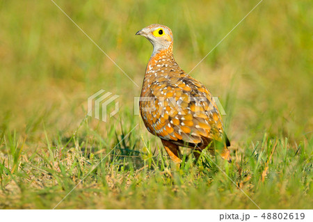 Spurfowl, yellow eye francolin found in Okavango 48802619