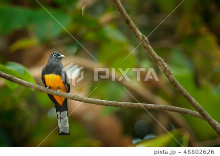 Black-headed trogon, Trogon melanocephalus Black-headed trogon, Trogon melanocephalus 48802626