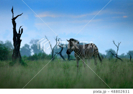 Burchell's Zebra with blue storm sky. 48802631