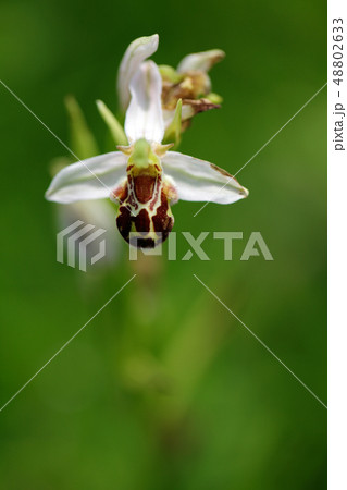 Bee Orchid, Ophrys apifera in green vegetation 48802633