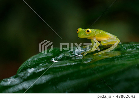 Fleschmann Glass Frog, in nature habitat Fleschmann Glass Frog, in nature habitat 48802643