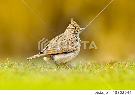 Crested Lark, Galerida cristata, in the grass Crested Lark, Galerida cristata, in the grass 48802644