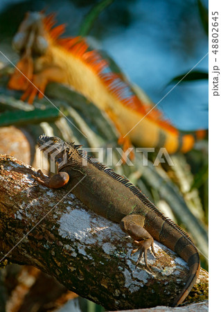 Green iguana, portrait of big lizard 48802645