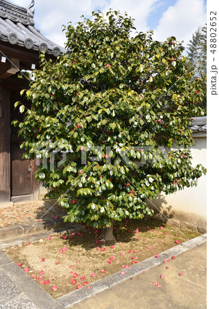 妙心寺　長慶院 48802652