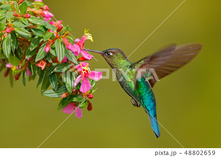 Hummingbird with pink flower. 48802659