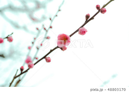 梅花 梅花 48803170