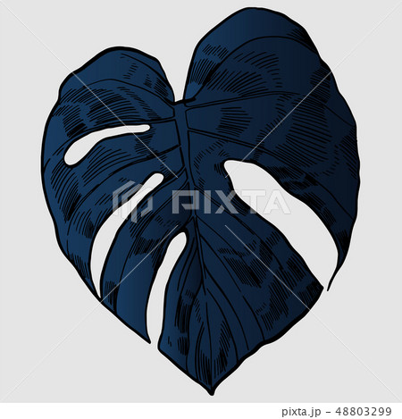 Vector illustration with tropical monstera leaves exotic jungle 48803299