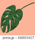 Vector illustration with tropical monstera leaves exotic jungle 48803427