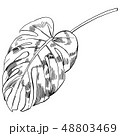 Vector illustration with tropical monstera leaves exotic jungle 48803469