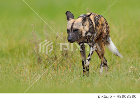African wild dog, walking in the green grass African wild dog, walking in the green grass 48803580