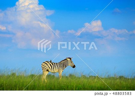 Burchell's Zebra with blue stormy sky. Burchell's Zebra with blue stormy sky. 48803583