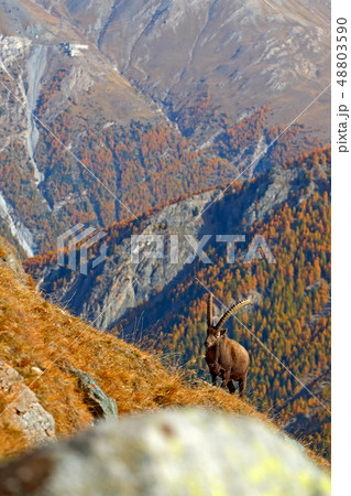 Alpine Ibex, Capra ibex, with orange larch trees 48803590