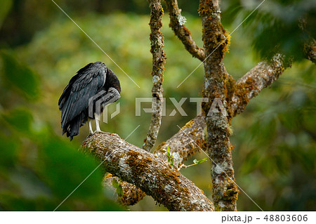 Vulture sitting on the tree in Costa Rica 48803606