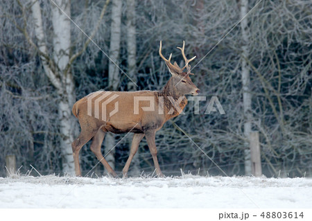 Red deer stag, majestic powerful adult animal 48803614