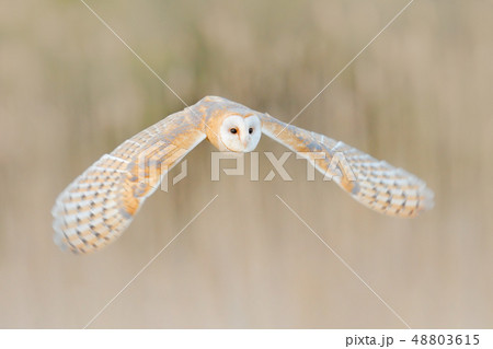 Barn Owl, Tyto alba, flight over the white grass Barn Owl, Tyto alba, flight over the white grass 48803615