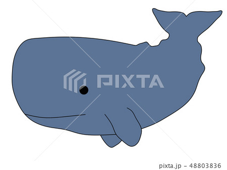 マッコウクジラのイラスト素材 4036