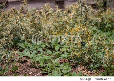 Dodder Genus Cuscuta is parasitic  plants  48803877
