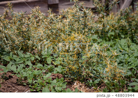 Dodder Genus Cuscuta is parasitic plants Dodder Genus Cuscuta is parasitic plants 48803944
