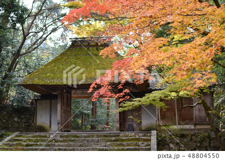 法然院・紅葉 48804550